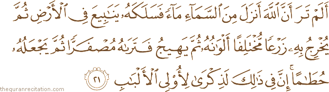 أَلَمْ تَرَ أَنَّ اللَّهَ أَنْزَلَ مِنَ السَّمَاءِ مَاءً فَسَلَكَهُ يَنَابِيعَ فِي الْأَرْضِ ثُمَّ يُخْرِجُ بِهِ زَرْعًا مُخْتَلِفًا أَلْوَانُهُ ثُمَّ يَهِيجُ فَتَرَاهُ مُصْفَرًّا ثُمَّ يَجْعَلُهُ حُطَامًا ۚ إِنَّ فِي ذَٰلِكَ لَذِكْرَىٰ لِأُولِي الْأَلْبَابِ