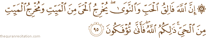 إِنَّ اللَّهَ فَالِقُ الْحَبِّ وَالنَّوَىٰ ۖ يُخْرِجُ الْحَيَّ مِنَ الْمَيِّتِ وَمُخْرِجُ الْمَيِّتِ مِنَ الْحَيِّ ۚ ذَٰلِكُمُ اللَّهُ ۖ فَأَنَّىٰ تُؤْفَكُونَ